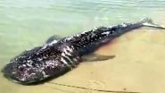 Carcass of Whale Shark, Rare Largest Known Fish Species, Washes Ashore Sea in Tamil Nadu's Rameswaram (View Pics)