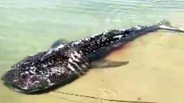 Carcass of Whale Shark, Rare Largest Known Fish Species, Washes Ashore Sea in Tamil Nadu's Rameswaram (View Pics)