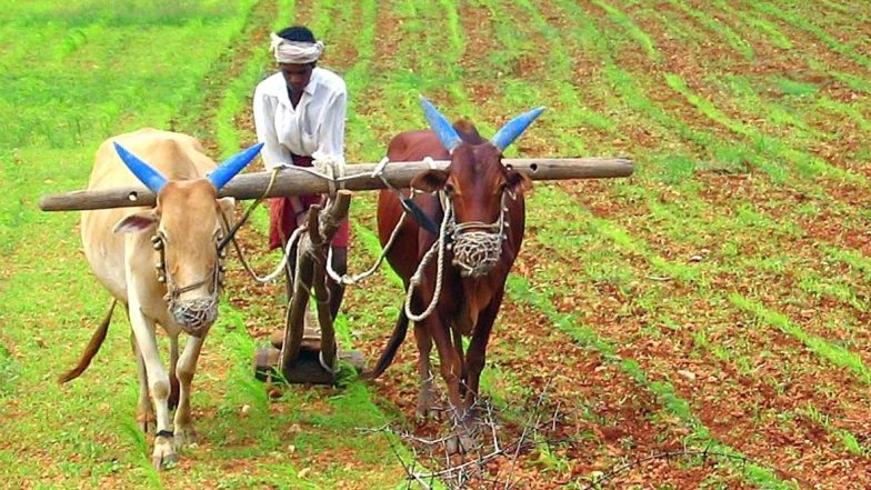 Karnataki Bendur 2020 Date, History and Significance: What Is the Pola Festival? Here’s How to Celebrate Bendur to Honour Farm Animals