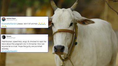 Pregnant Cow’s Jaw Blown Off After Eating Firecrackers Stuffed Food in Himachal Pradesh, Enraged Netizens Demand #JusticeForNandini