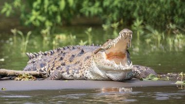 Crocodile Attacks Swimmer in Bhopal’s Kaliasot Dam! Friend Saves His Life by Poking the Reptile With Selfie Stick, Graphic Footage Will Send Chills Down Your Spine