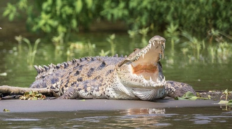 Crocodile Attacks Swimmer in Bhopal’s Kaliasot Dam, Watch Video 