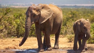 Assam: 18 Elephants Killed in Lightning Strikes in Nagaon