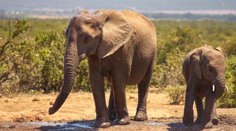 When Elephants Saved Humans! These Moving Instances Of Jumbos’ Bravery 