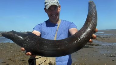 Welsh Fishermen Find 3000-Year-Old Horn of Auroch in UK, Watch Video of the Magnificent Discovery