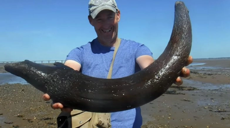 Welsh Fishermen Find 3000-Year-Old Horn of Auroch in UK, Watch Video 
