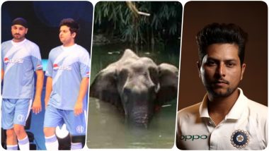 Kuldeep Yadav, KL Rahul, Harbhajan Singh & Suresh Raina Mourn Death of Pregnant Elephant, CSK Batsman Demands Stern Action Against Culprits