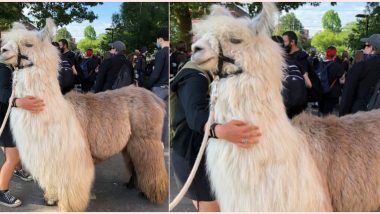 Caeser, the ‘No Drama Llama’ Joins George Floyd Protest in Portland, Netizens Call His Presence ‘Therapeutic’ (View Pics)