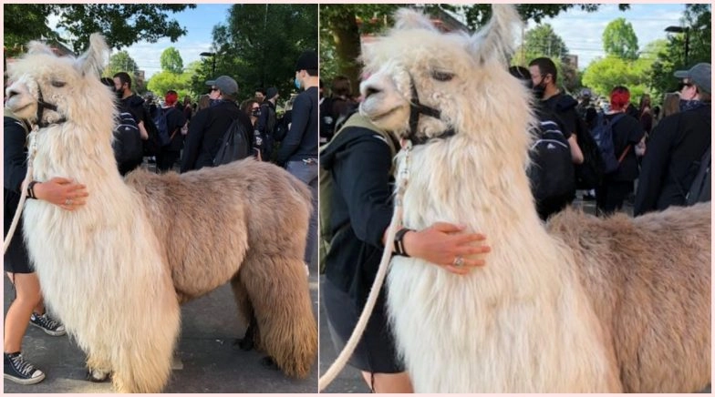 Caeser, the ‘No Drama Llama’ Joins George Floyd Protest in Portland, View Pic 