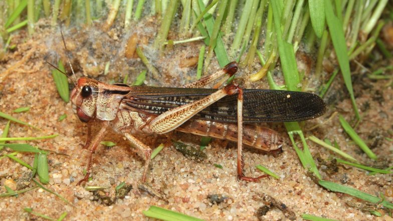 Pakistan Turns Locusts Into Poultry Feed; Tiddis Are Fed to Chickens to Combat the Swarm of Insects Damaging Crops