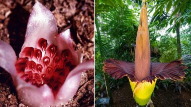 Happy World Environment Day 2020: From Western Underground Orchid to Corpse Flower, List of 8 Most Endangered Plants That Needs to Be Conserved At Any Cost!