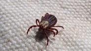 Blood-Sucking 'Mutant' Ticks Invade Russia, Hospitals Fear Running Out of Vaccines and Medicines for Types of Disease That Ticks Spread