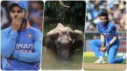 Virat Kohli & Yuzvendra Chahal Condemn the Death of Pregnant Elephant in Kerala, Indian Captain Labels it a Cowardly Act!