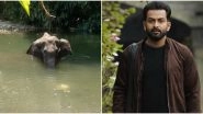 Prithviraj Sukumaran Fact-Checks The Death of Pregnant Elephant in Kerala To Rule Out Communal Angle In The Incident
