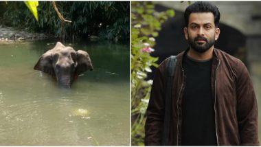 Prithviraj Sukumaran Fact-Checks The Death of Pregnant Elephant in Kerala To Rule Out Communal Angle In The Incident