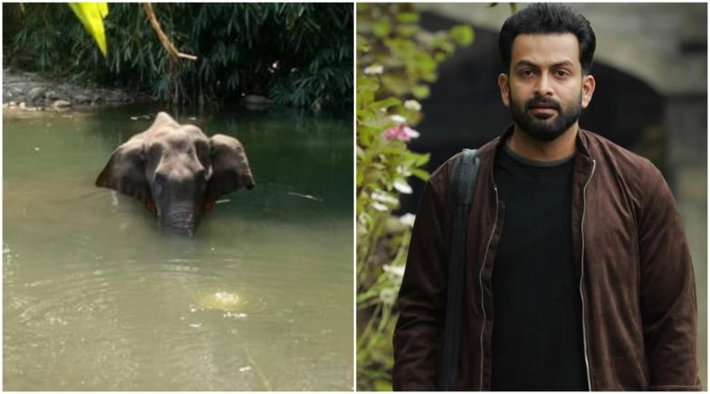 Prithviraj Shares Details of Elephant Killing in Kerala