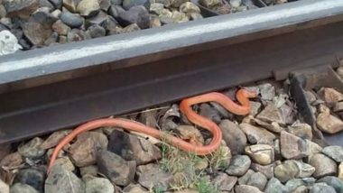 Rare Red Coral Kukri Snake Spotted Slithering on Railway Tracks Near Dudhwa Tiger Reserve in UP, Pic Shared on Twitter as a Warning to People Attending 'Nature's Call' in Open!
