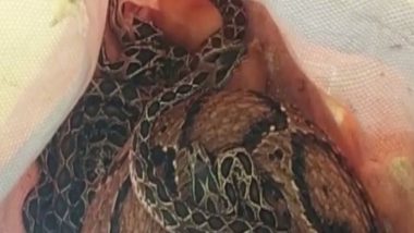 Russell's Viper Snake Gives Birth to 35 Snakelets While Being Rescued From Bathroom in Coimbatore, View Pics!