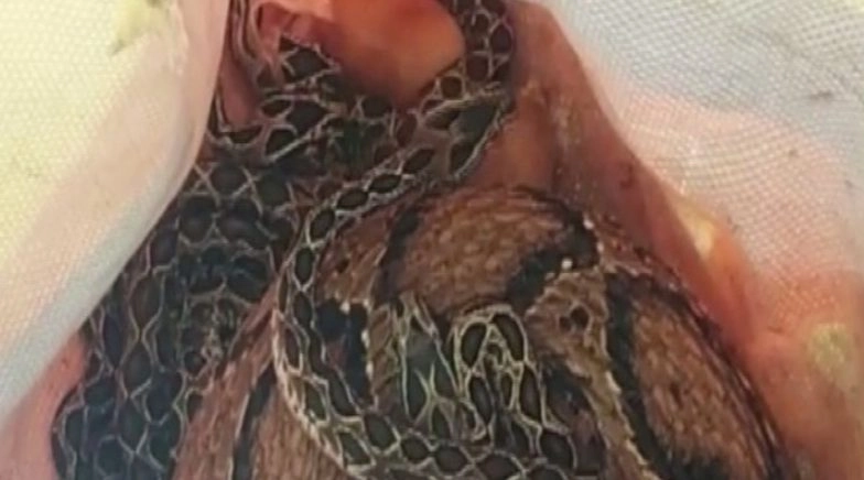 Russell's Viper Snake Gives Birth to 35 Snakelets While Being Rescued From Bathroom in Coimbatore
