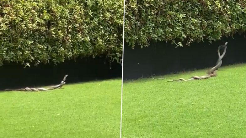 Two Rat Snakes Indulge in Mating Dance at Garden, Watch Video of Serpents Romance Each Other During the Breeding Season