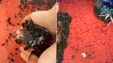 Hannah McSorley, Tyrone Teenager is Growing Thousands of Tadpoles to Frogs in Her Backyard, Watch TikTok Videos