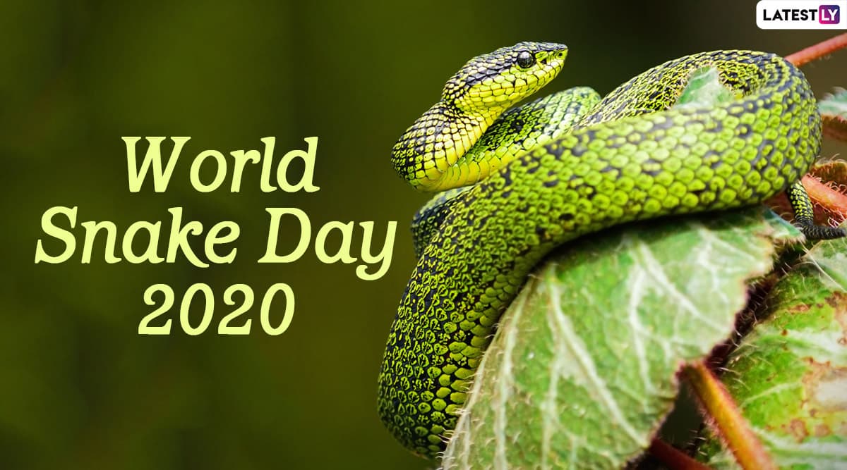 World Snake Day 2020 HD Images and Wallpapers for Free Download Online ...