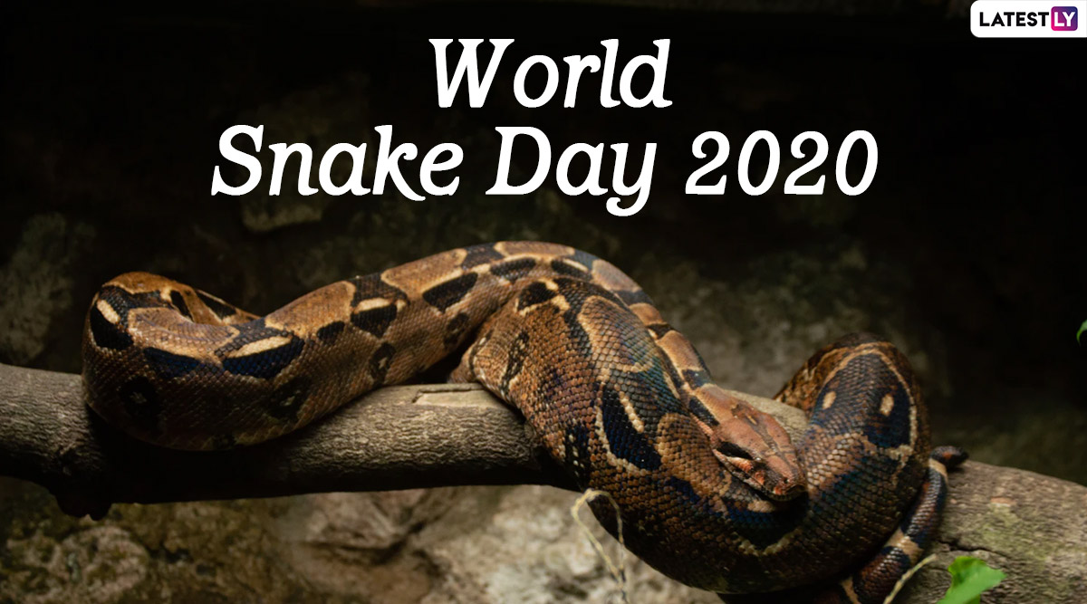 World Snake Day 2020 HD Images and Wallpapers for Free Download Online