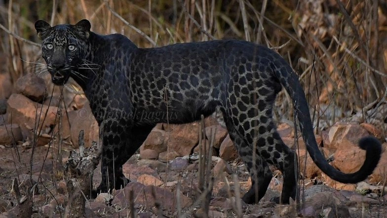 Do Black Panther Have Spots? Viral Photo From Maharashtra’s Tadoba National Park Captures The Spots Hidden in the Dark Fur of Melanistic Black Cat