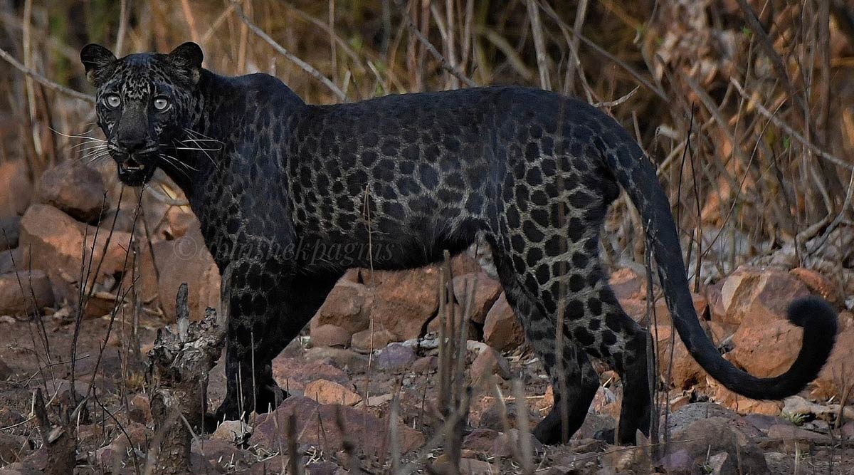 Do Black Panther Have Spots? Viral Photo From Maharashtra's Tadoba National  Park Captures The Spots Hidden in the Dark Fur of Melanistic Black Cat | 👍  LatestLY