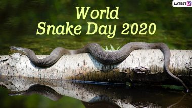 World Snake Day 2020 HD Images and Wallpapers for Free Download Online: Celebrate the Slithery Creatures With These Stunning Photos of Serpents