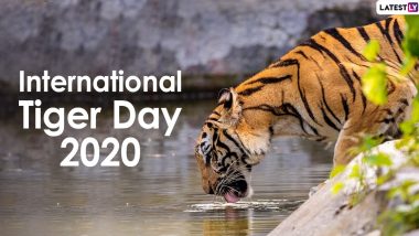 International Tiger Day 2020 Images and HD Wallpapers for Free Download Online: WhatsApp Stickers and Photos of the Big Cats to Raise Awareness For Tiger Conservation