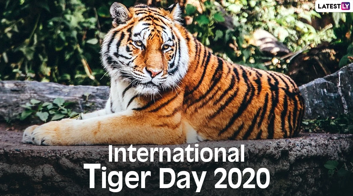 International Tiger Day 2020 Images and HD Wallpapers for Free Download