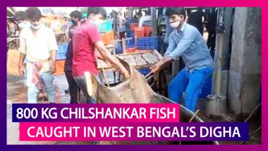 Rare Fish Chilshankar, Weighing 800 Kg Caught In West Bengal’s Digha, Auctioned For Rs 20 Lakh