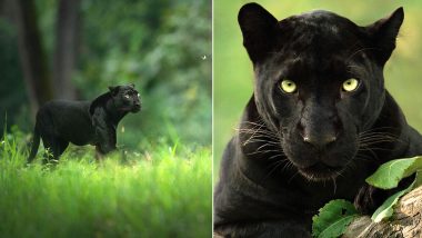 Viral Pics of Rare Black Panther ‘Saya’ Photographer Shaaz Jung Reveals It Took Him 5 Years to Track the Beautiful Animal; Here’s a Look at Photos From Kabini Forest