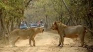 The &lsquo;Royal&rsquo; Jungle Affair! Lion and Lioness Captured Into a Roaring Argument in Gujarat&rsquo;s Gir Forest, Twitterati Reacts to the Viral Video With Hilarious Husband-Wife Jokes