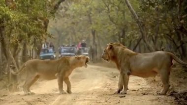 The ‘Royal’ Jungle Affair! Lion and Lioness Captured Into a Roaring Argument in Gujarat’s Gir Forest, Twitterati Reacts to the Viral Video With Hilarious Husband-Wife Jokes