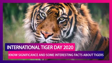 International Tiger Day 2020: Know Significance And Some Interesting Facts About Tigers