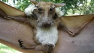 Dog-Faced Bat Goes Viral as Tweeple Cannot Wrap Their Heads Around the 'Bizarre' Creature! Know More About Buettikoferi Epauletted Fruit Bat and How They Balance Our Ecosystem
