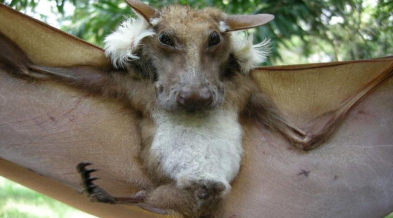 Dog-Faced Bat Goes Viral! Know More About Buettikoferi Epauletted Fruit Bat
