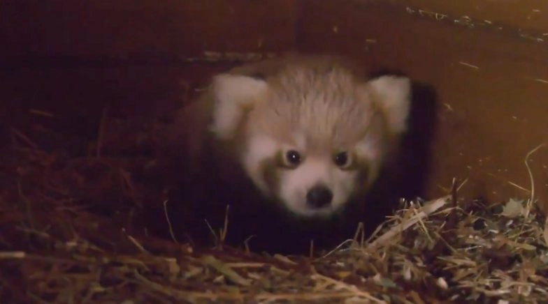 Rare Red Panda Born in Berlin Zoo From Indian Parents As Part of Global Breeding Program