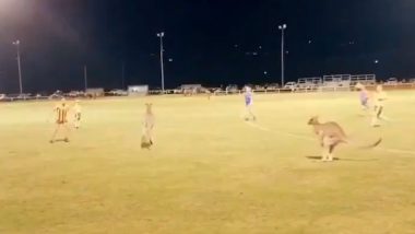 Two Kangaroos Disrupt Football Game As They Were Spotted Hopping on the Ground in New South Wales (Watch Video)