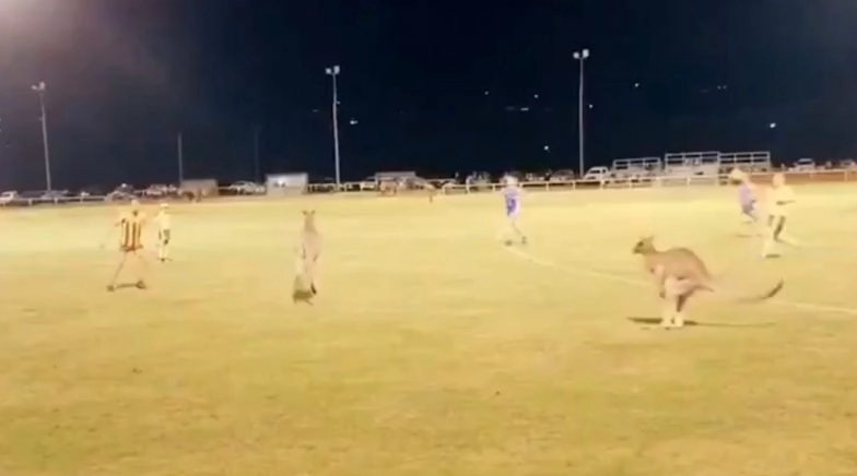 Two Kangaroos Disrupt Football Game in New South Wales (Watch Video)
