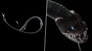 Ultra-Black Fish Discovered by Scientists in Depths of Ocean, Pictures Show How the Deep-Sea Creatures Camouflage With Darkness and Swim at Ease