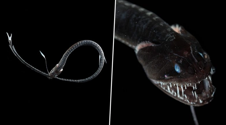 Ultra-Black Fish Discovered by Scientists in Depths of Ocean, View Pics of the Deep-Sea Creatures 