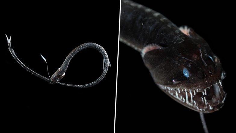 Ultra-Black Fish Discovered by Scientists in Depths of Ocean, Pictures Show How the Deep-Sea Creatures Camouflage With Darkness and Swim at Ease