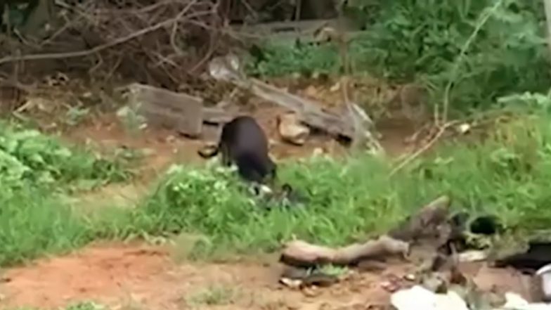 Hyderabad: Stray Dog Eats Half-Burnt Body of COVID-19 Victim at Crematorium, Horrifying Video Goes Viral