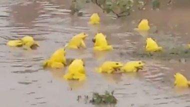 Video of Yellow Frogs Changing Colour to Attract Females Goes Viral! 6 Facts About the Indian Bullfrog (Hoplobatrachus Tigerinus) That Will Blow Your Mind