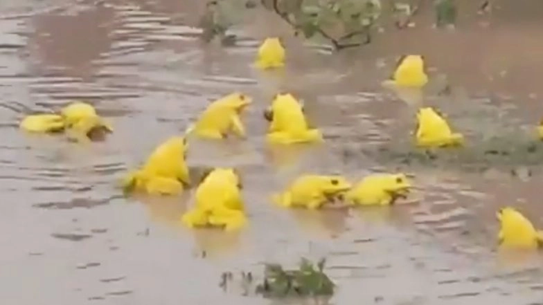 Video of Yellow Frogs Changing Colour to Attract Females Goes Viral! 6 Facts About the Indian Bullfrog (Hoplobatrachus Tigerinus) That Will Blow Your Mind