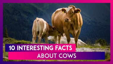 Cow Appreciation Day 2020: 10 Interesting Facts About The Farm Animal