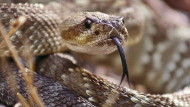 World Snake Day 2020 Date, History and Significance: Know About the Day That Spreads Awareness About Different Snake Species Around the World